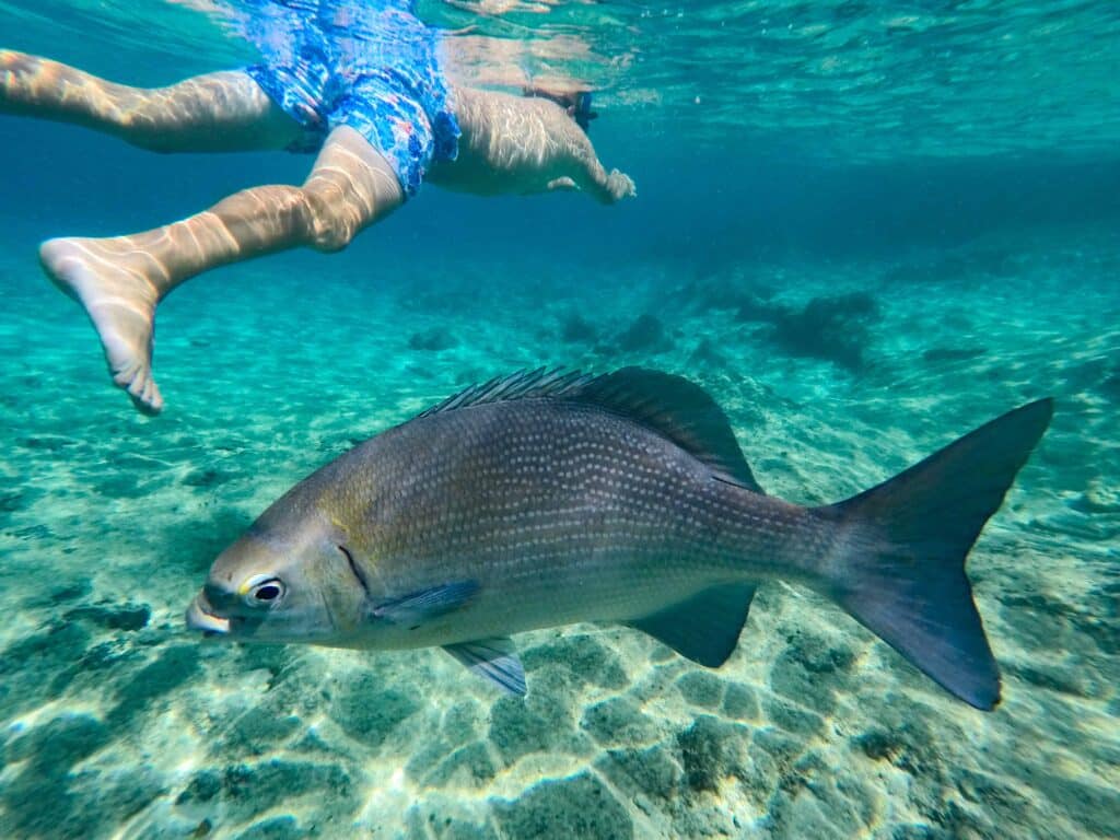 großer Fisch Schnorcheltour Mexiko