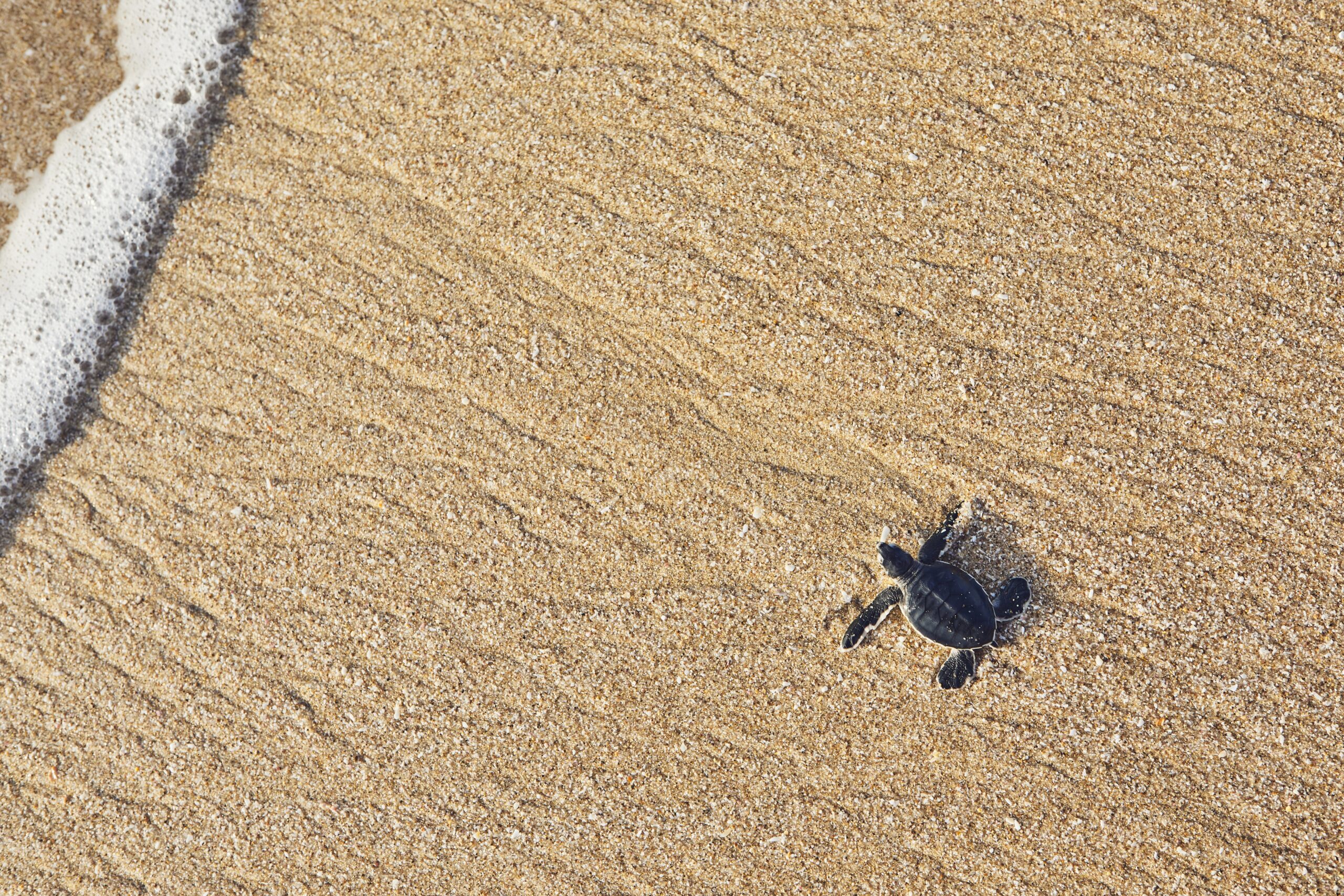 kleine Schildkröte in Akumal / Mexiko am Strand
