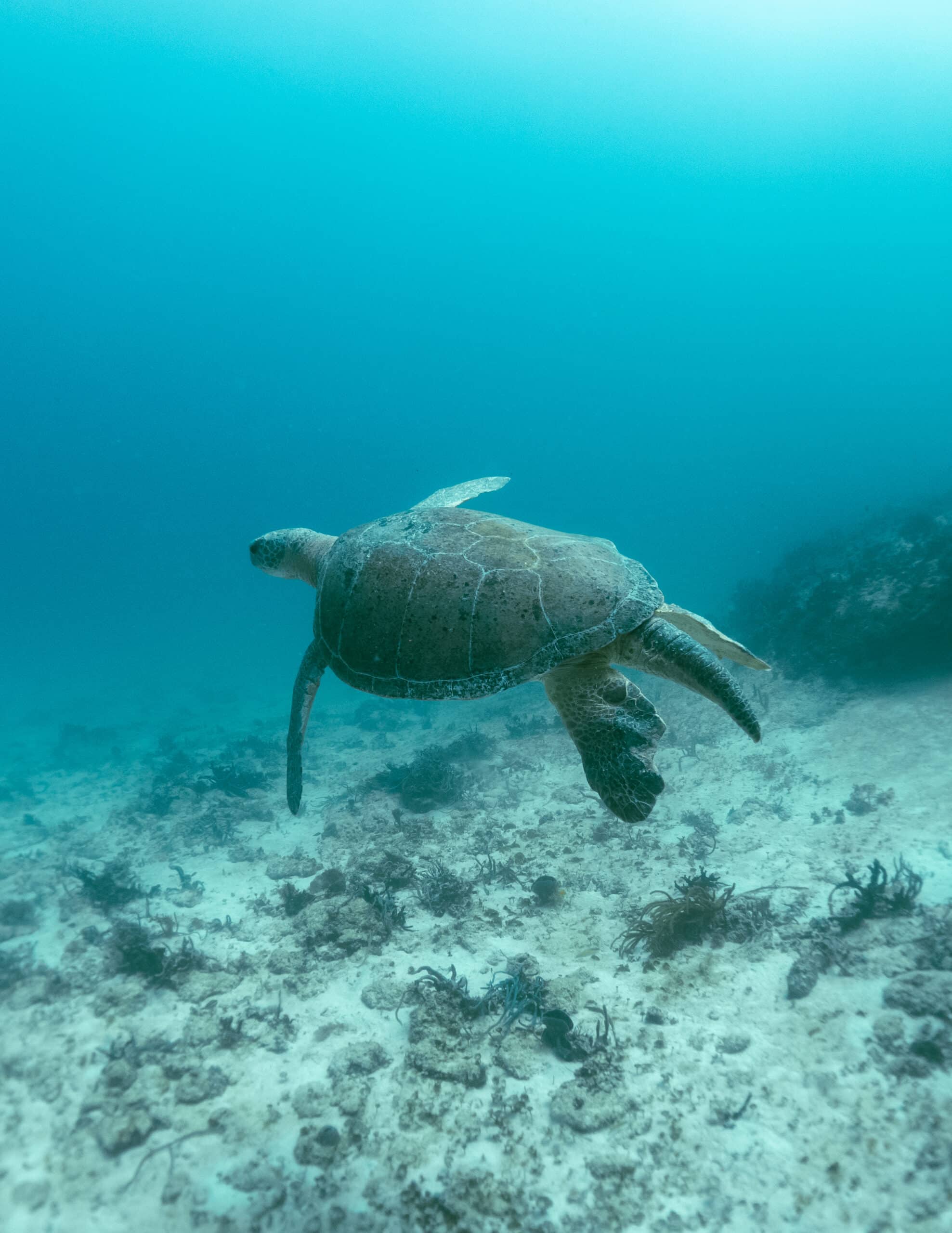 An der Riviera Maya kann man beim Schnorcheln auf Schildkröten treffen