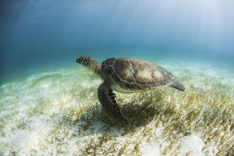 Mit Schildkröten tauchen & schnorcheln: Das geht in Akumal
