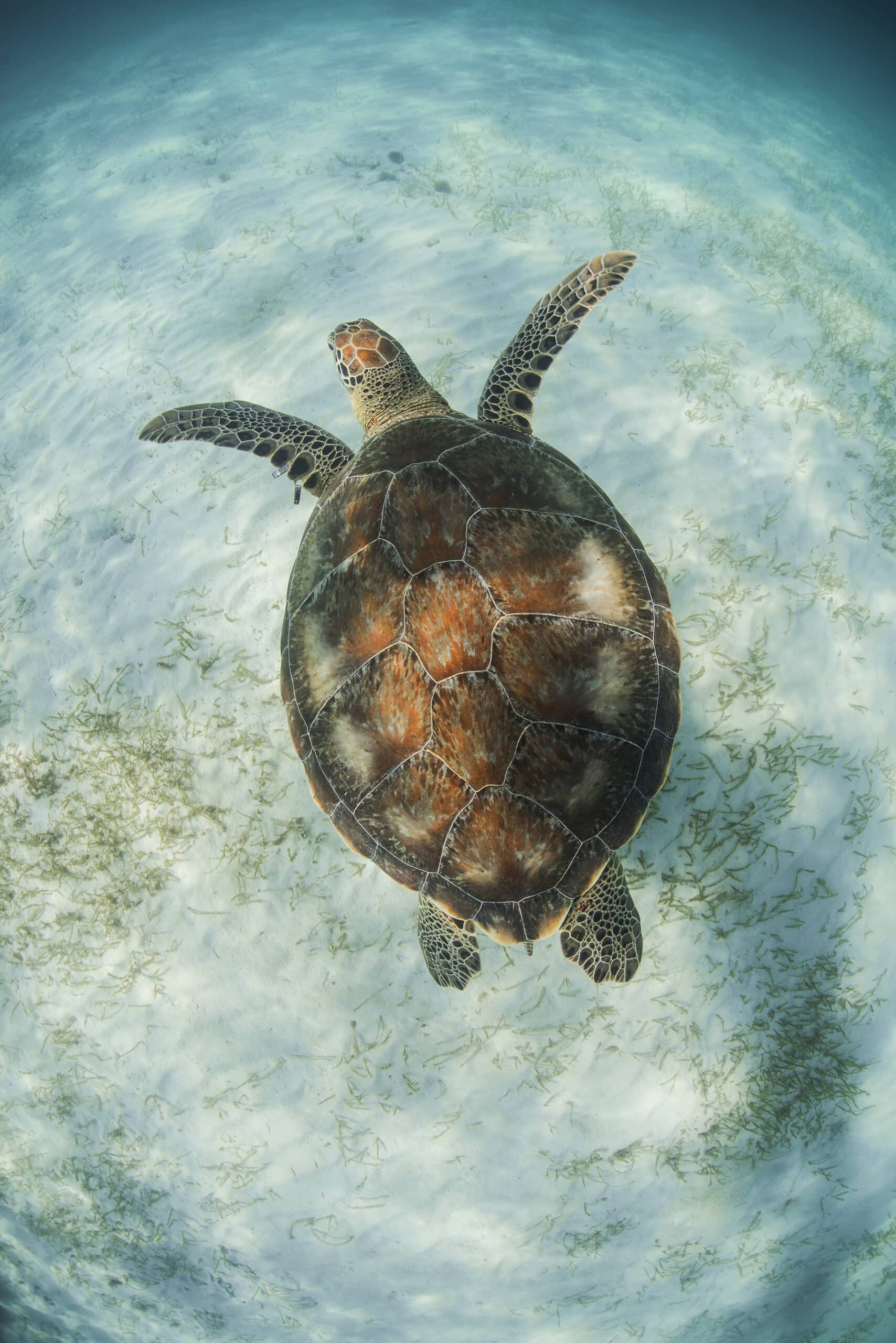 Tauchgang mit Schildkröten in Akumal an der Riviera Maya