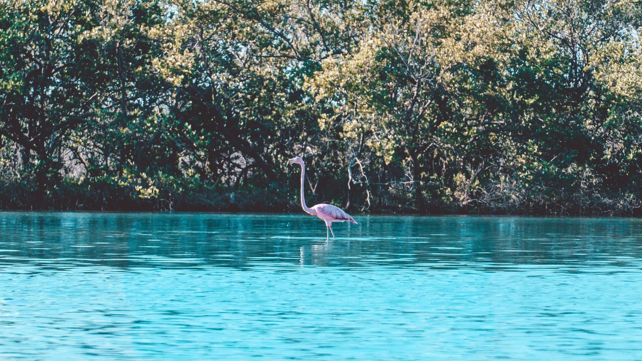 Flamingo Portrait Mexiko scaled