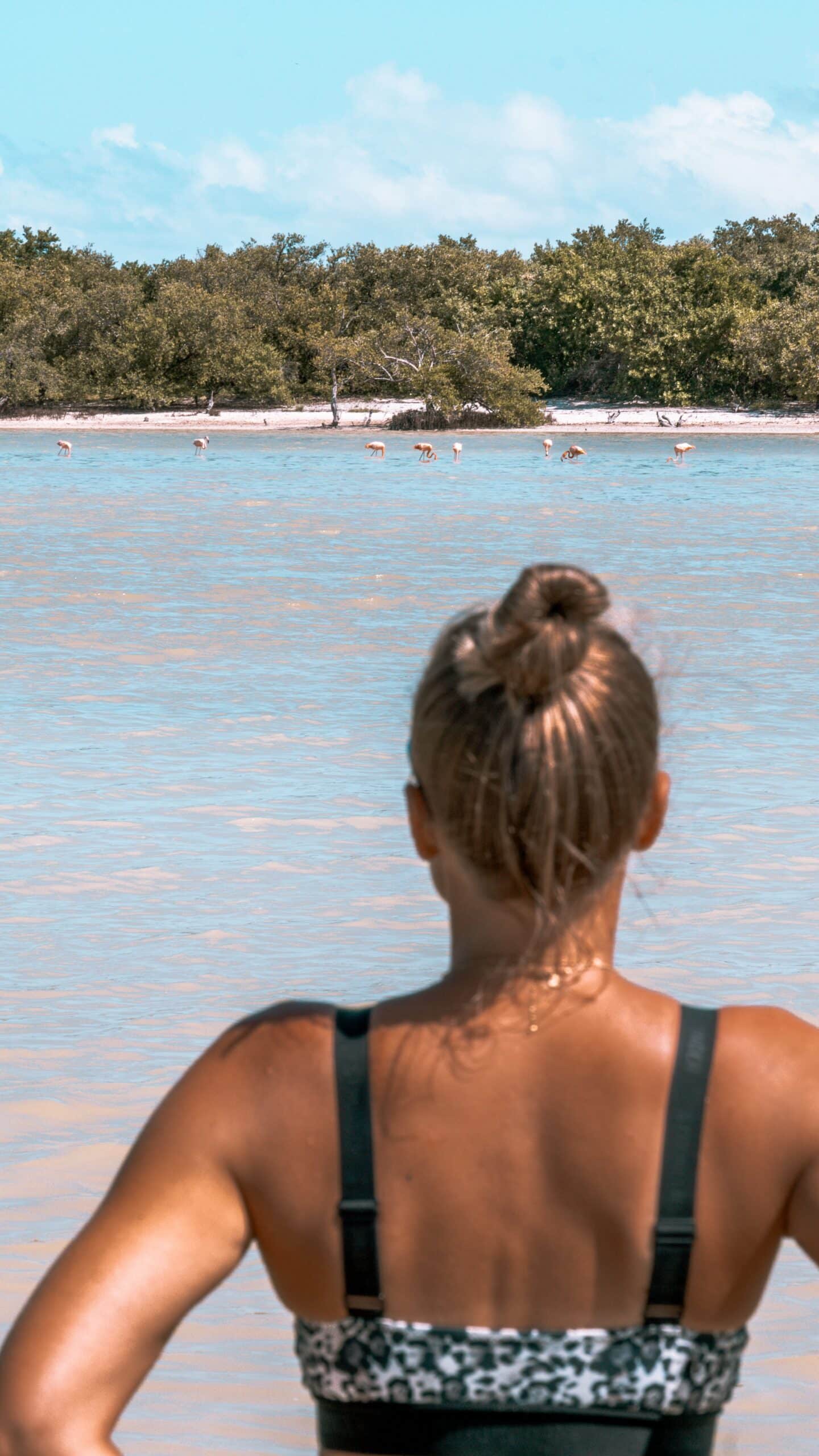 Isla Holbox Mangroven und die Flamingos scaled