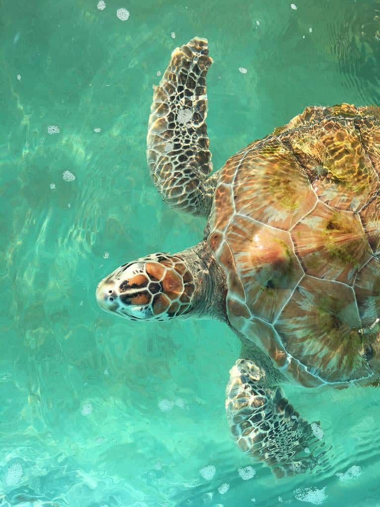 Wer in Yucatan Schildkröten sehen will, sollte nach Akumal