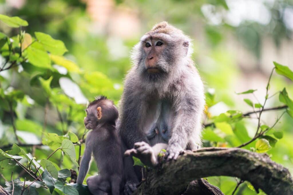 portrait of an adult monkey in monkey forest ubud 2021 09 01 17 17 21 utc min