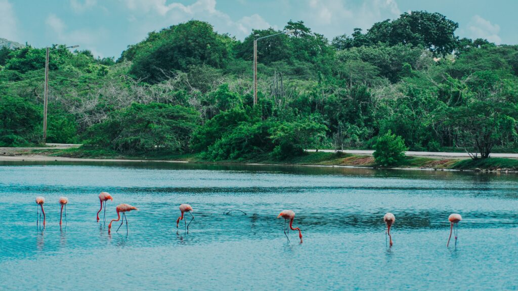 Curacao Flamingos