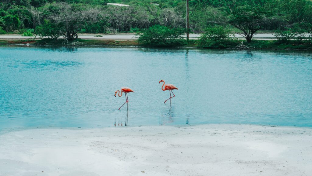 Flamingos Jan Kok Curacao