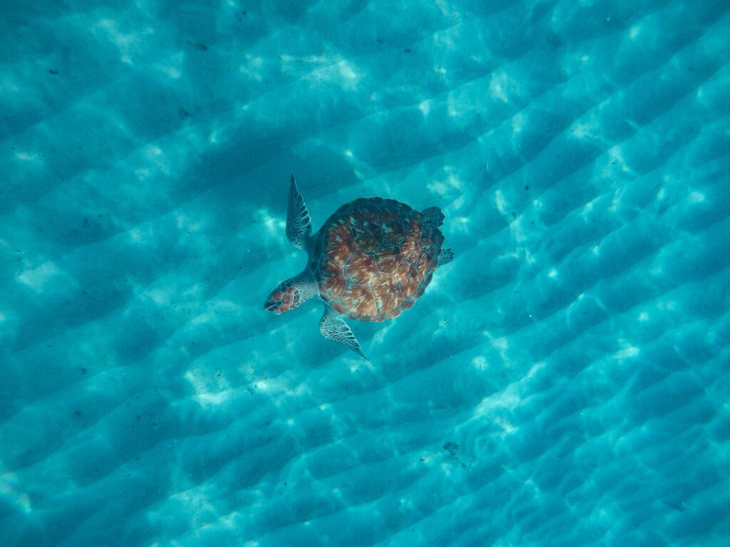 Meeresschildkröte am Playa Piscado