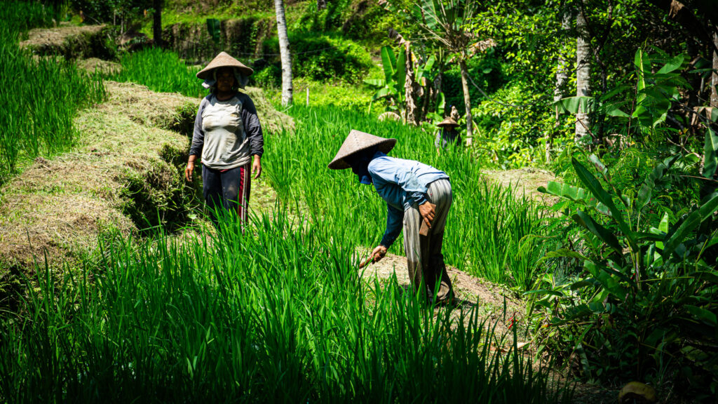 Reisfelder Arbeiterinnen Bali