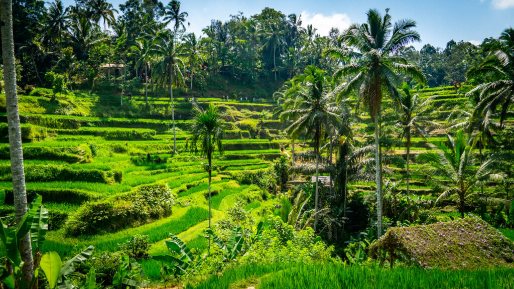 Reisterrassen Ubud Bali