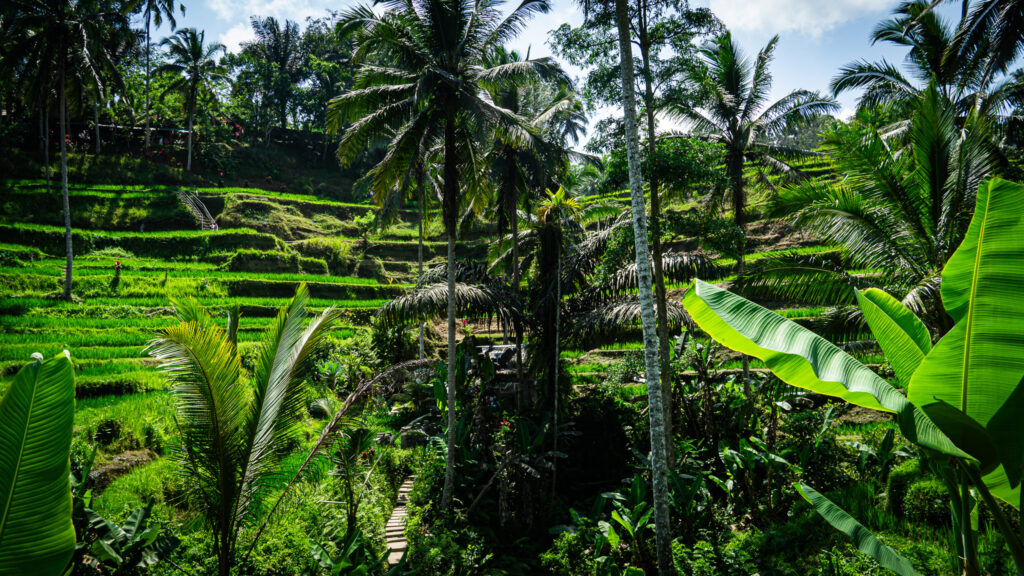 Tegalalang Reisterrassen Bali Ubud