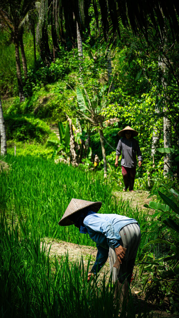 Ubud Bali Reisfelder